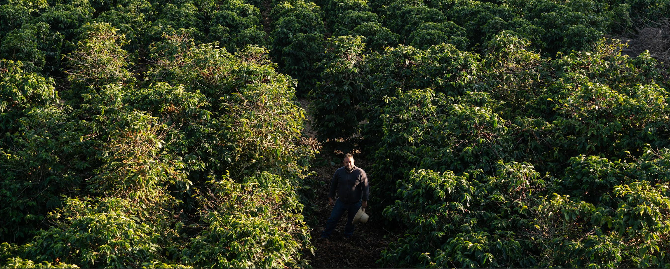 BRAZIL CACONDE SERRA DO CIGANO VALLEY NATURAL – BLUE BOTTLE COFFEE