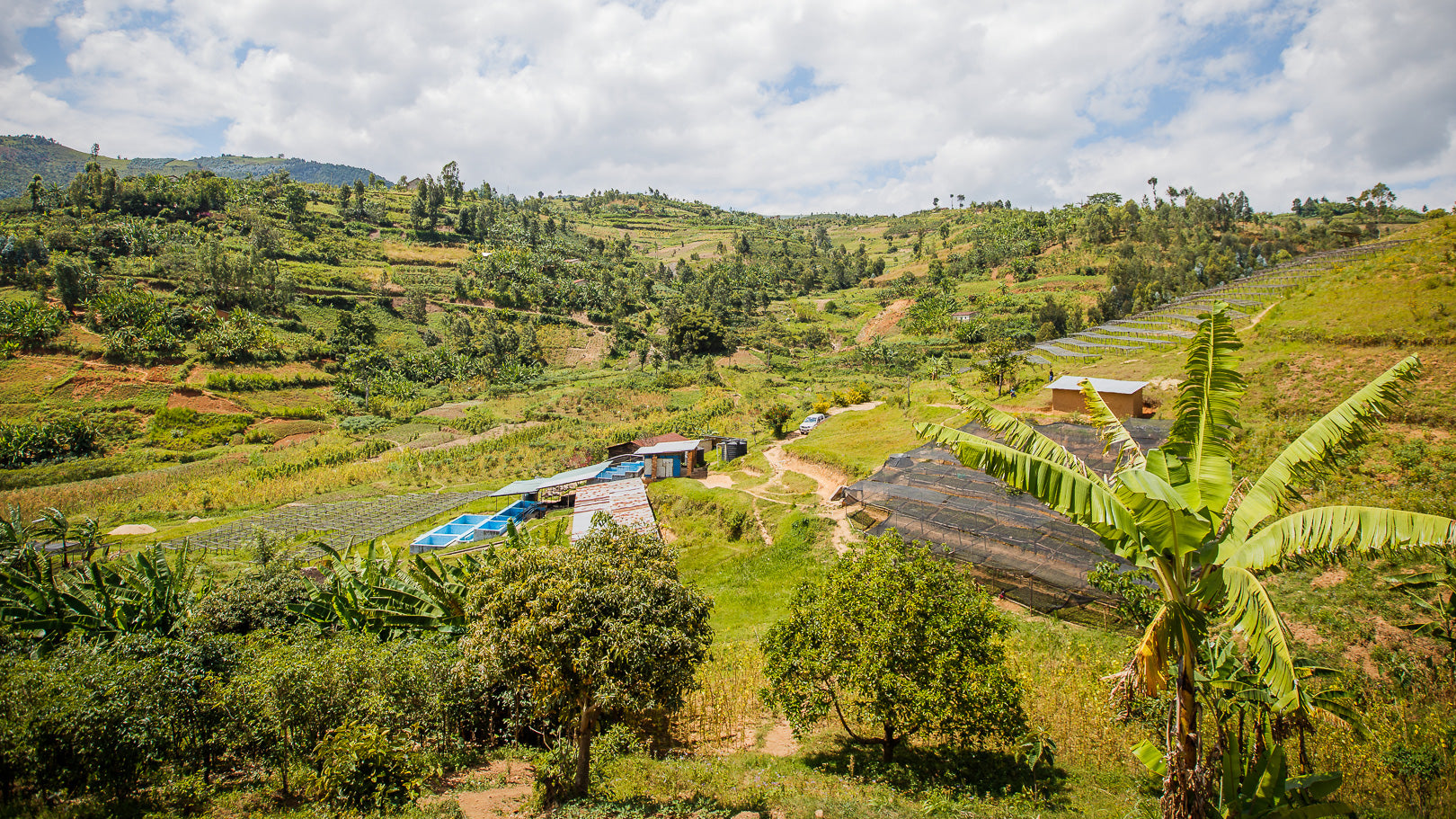 RWANDA NYAMASHEKE NYABUMERA NATURAL – BLUE BOTTLE COFFEE