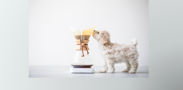 BLUE BOTTLE COFFEE DOG WEEK 2024