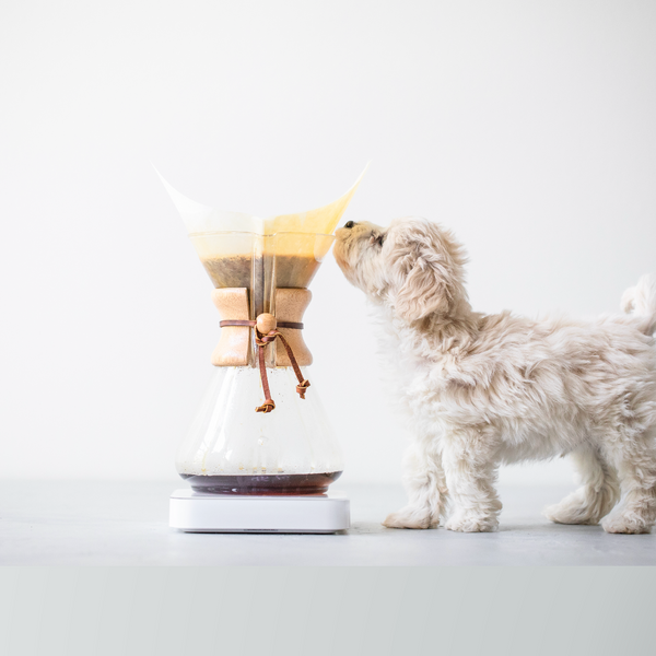 BLUE BOTTLE COFFEE DOG WEEK 2024