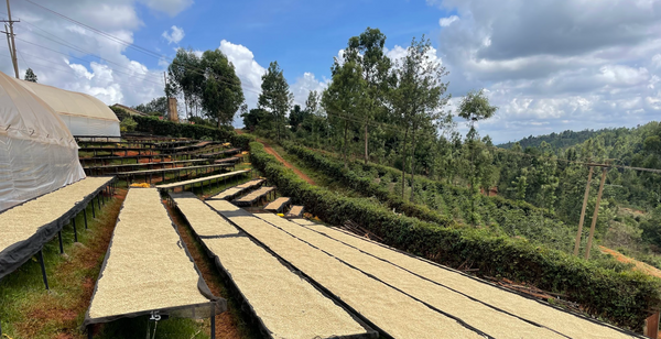KENYA KIAMBU HANDEGE WASHED