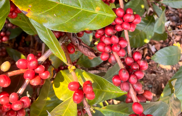 BEYOND ARABICA -スペシャルティコーヒーにおける非アラビカ種の可能性